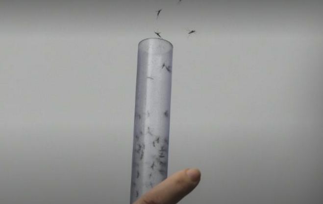 Lançam milhões de mosquitos com bactéria contra dengue e zika no Rio